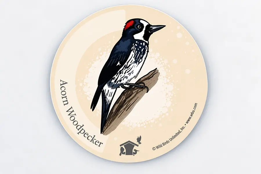 Acorn Woodpecker Stickers