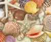 Seashells